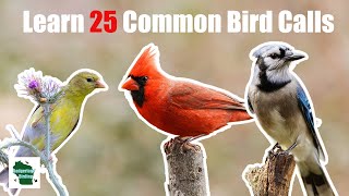 Download lagu Learn 25 Common Backyard Bird Calls (Central and Eastern United States) mp3