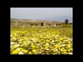 Sanctuary -Llewellyn