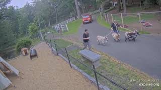 Goats on leash :-)