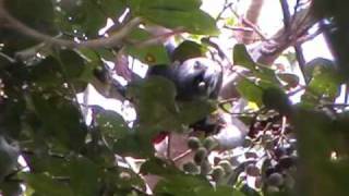 preview picture of video 'African Grey Parrot (Psittacus erithacus) at the Botanical Gardens, Entebbe, Uganda, October 2010'