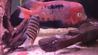 Download Lagu Vieja and Severum Cichlid Tank Update Thumbnail
