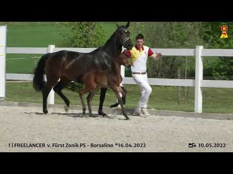 Lot 1 - Hengstfohlen v. Fürst Zonik PS/Borsalino