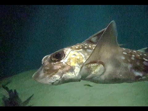 スポッテッドラットフィッシュ Hydrolagus colliei