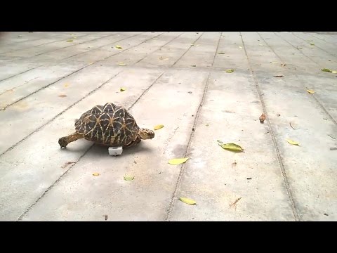Watch this tortoise zip around on her new prosthetic wheels