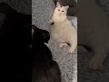 Duckie The Tuxie Has Made Himself Very Comfortable At His Foster Home