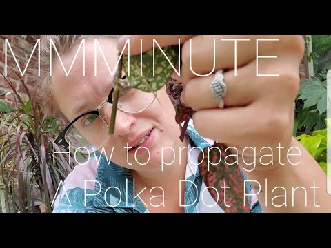Merlot Mama Minute #9 // How to propagate a Polka Dot Plant