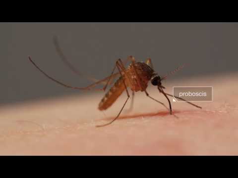 Комары пьют кровь под микроскопом