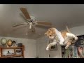 Funny Cat Videos Funny Cat Believe Can Fly Jump Fail 2015