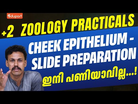 Plus Two Zoology Practical | Cheek Epithelium - Slide Preparation | Eduport plus two