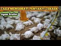 Cara Mengobati Penyakit Cekrek Ayam Broiler
