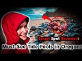 Where to See Tide Pools in Lincoln City, Oregon