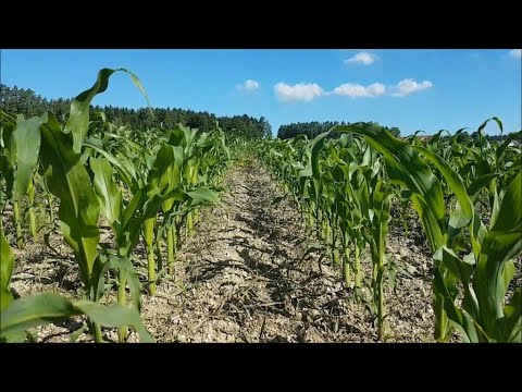 Maisbegleitsaatenversuch