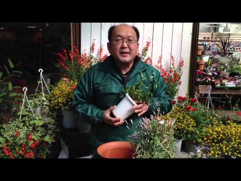 園芸 アイランド ジャスミン