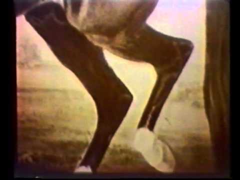 The Story of the Trotting Horse_Greyhound_Hambletonian