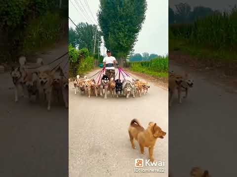 هاسكي رد ويلر جيرمن جعيري بيتبول كلب حراسه ريكو بيلا لونا
