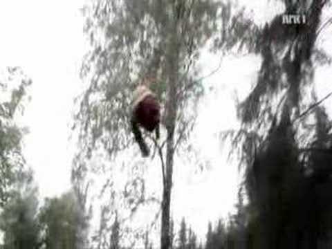 Ut i vår Hage feat. Thomas Dybdahl - Allversjakkas Tyranni