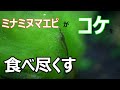 【ミナミヌマエビ】ミナミヌマエビが糸状コケを食べ尽くすまで