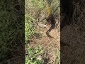 Spider Catches Bird