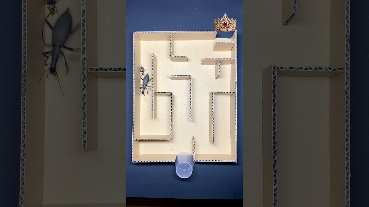 Crazy Maze Race: Who’s Faster? Bombardier Beetle vs Maimaikaburi