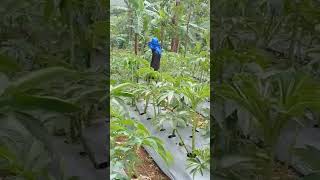 Download lagu Coba dengar kan ini suara Tonggeret, Kalau di tempat Kalian: Suara  hewan Apa ?? mp3