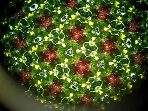 Real flower kaleidoscope in Frankenmuth