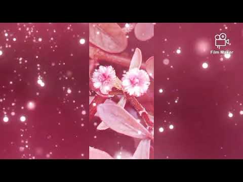 Flower -|| Janaka Prasanna ||