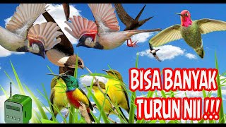 Download lagu Suara Pikat Semua Burcil Biar Turun Ampuh dan Gacor Plus 2025 mp3 Download lagu Suara Pikat Semua Burcil Biar Turun Ampuh dan Gacor Plus 2025 mp3