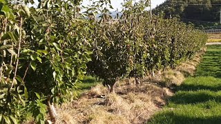 Sweet Cherry tree 체리나무 (콜트 KGB 명량체리원) 2019년10월13일 과원모습