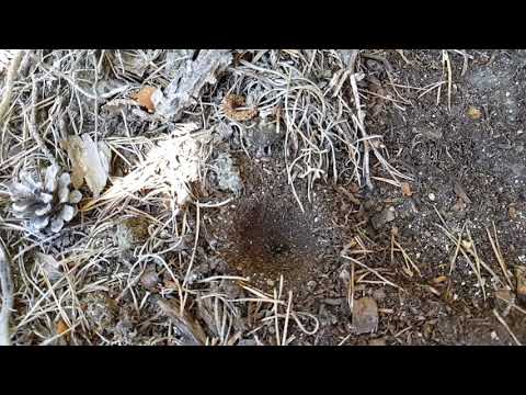 Myrlejon vid Knuts hav 2019.7.26