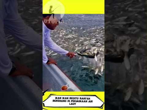 Scoop Up Hundreds to Billions of Fish Swimming on the Surface of the Sea #shorts #short #shortvideo