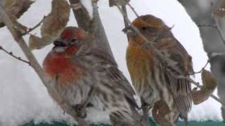 Loreena McKennitt - Snow (Christmas Song)