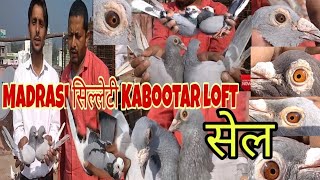 preview picture of video 'Madrasi Kabootar Loft||SaLe मद्रासी कबूतर Abbas Haider bhai k No.9720914887'