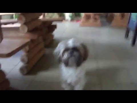 TRZEBIATÓW - " Ukraińska Chata " ;  jadłodajnia z wiejskim płotem w lokalu  .