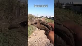 Download lagu Ini Cuplikan Video Burung Ababil pasukan gajah di Palestina , dan Terkonfimasi Hoax.. #sorts mp3