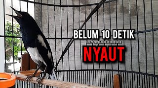 Download lagu kacer gacor NGEPLONG tarung ini paling ampuh buat PANCINGAN KACER agar EMOSI NYAUT mp3 Download lagu kacer gacor NGEPLONG tarung ini paling ampuh buat PANCINGAN KACER agar EMOSI NYAUT mp3