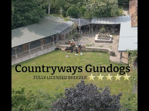Countryways Gundogs
