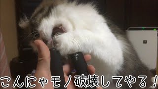 猫VS握力鍛えるやつ！