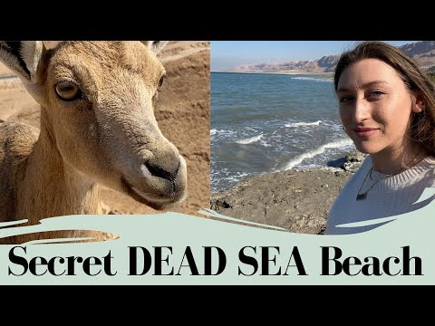 Hidden Dead Sea Beach - road trip, feeding gazelles, desert canyon & saltwater 🌊🌞👙 // Israel Vlog 15