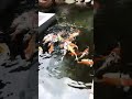 Proposal Ikan Hias Koi Aquarium