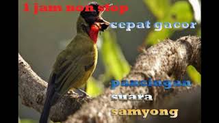 Download lagu suara burung samyong agar lekas gacor 1 jam nonstop. mp3
