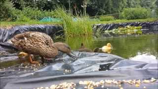 preview picture of video 'Feeding mother duck and her chicks TimeLapse 3 times in different speeds'