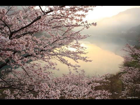 仁淀川四季・春 - NIYODO BLUE! Spring -
