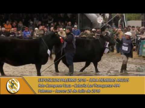 26-07-18 Campeonato Vaca - Jura Hembra Angus - Palermo