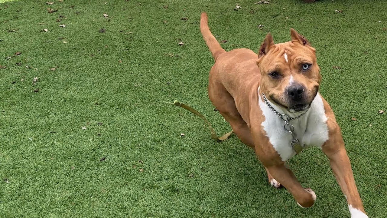 Enlarge Storm - ECAS, a Adoptable mixed breed in Pleasanton, CA video 6/6