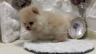 ポメラニアンの動画01