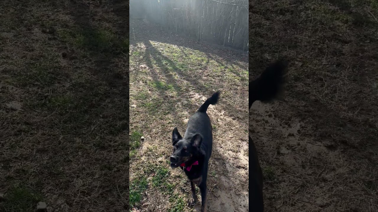 Enlarge Sadie, a Adoptable mixed breed in Festus, MO video 6/6