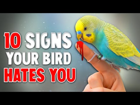 YouTube video about: What does the mad bird ring do?