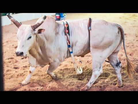 FINAL EM TOUROS - Rodeio de INÚBIA PAULISTA 2025 (Oficial 4K)