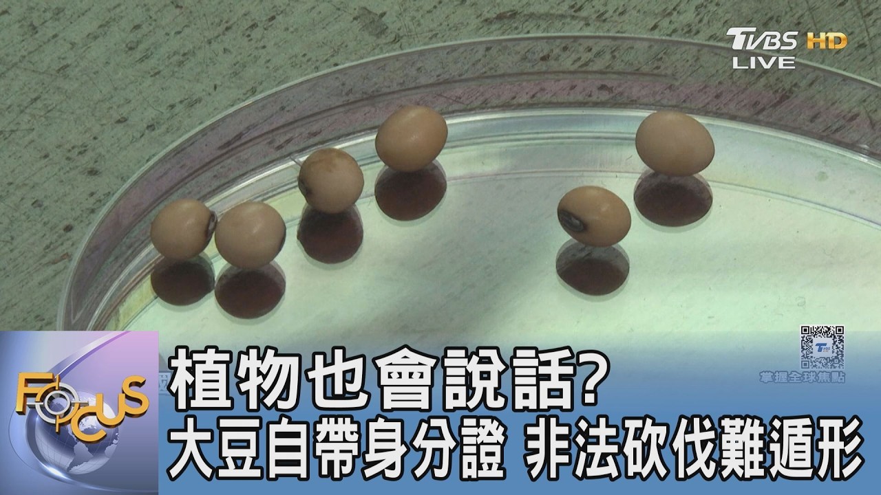 植物也會說話?大豆自帶身分證,非法砍伐難遁形