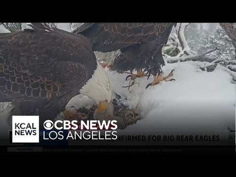 Third egg in Big Bear's bald eagle's nest shows signs of hatching